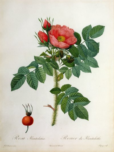 Rosa Kamtschatica, gravée par Chapuy, publiée par Remond - Pierre Joseph Redouté